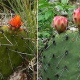 Opuntia stenopetala  18 de Marzo NL, Mexico ©JLcoll.4677.jpg